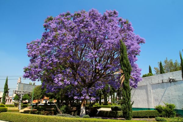 Jacaranda Pruning in Napa