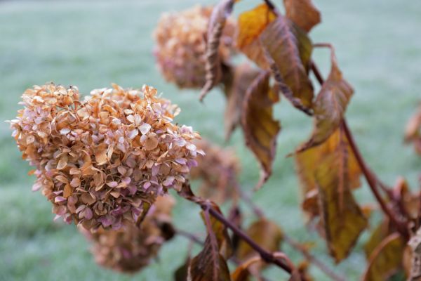 Hydrangea Removal in Napa