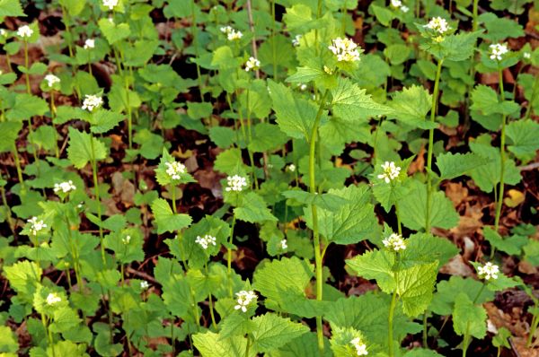 Garlic Mustard Removal in Napa