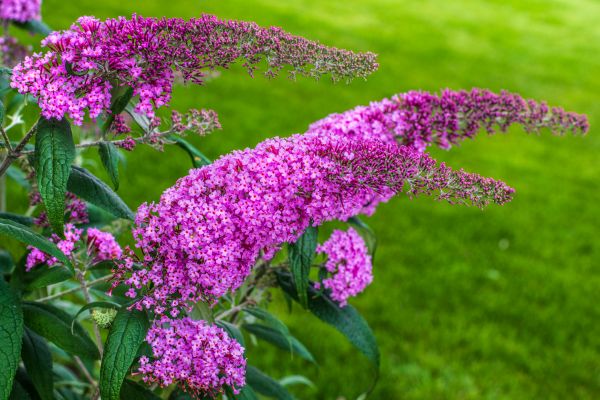 Butterfly Bush Removal in Napa