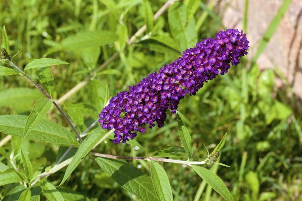 Butterfly Bush Pruning in Napa