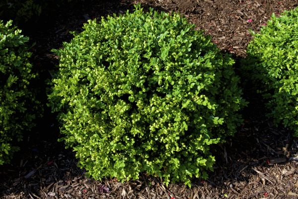Boxwood Removal in Napa