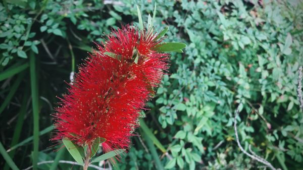 Bottlebrush Pruning in Napa
