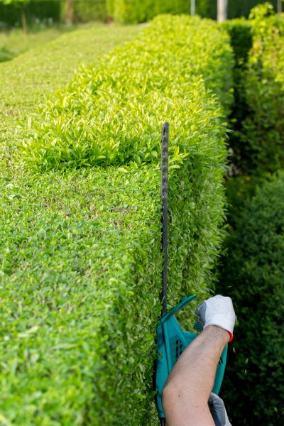 Hedge Trimming in Napa