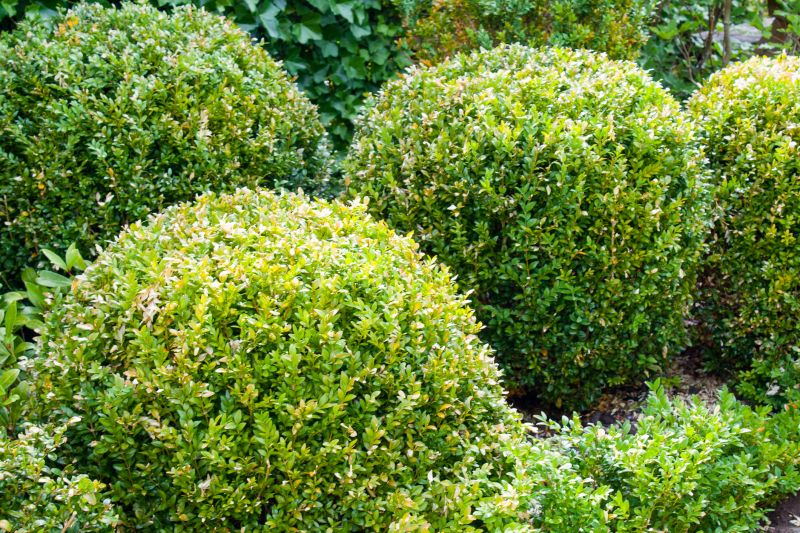 Shrubs with Precise Edges
